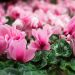 Maxi cyclamen Halios Oeil à Rose
