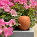 OYAS ® Naturelle à planter
