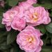 Rosa miniatura Belle Symphonie