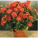 Rosaio ORANGE SYMPHONIE ® Meininrut