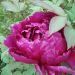 Pivoine arbustive ou Paeonia suffruticosa ‘Shikou’
