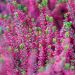 Bruyère d’été ou calluna vulgaris BEAUTY LADIES Rouge