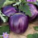 Melanzana Violetta di Firenze BIO