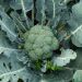 Cavolo Broccolo Calabrese Natalino BIO