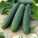 Cetriolo Marketmore 76 BIO