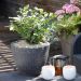 Théier ThéOjardin ®, Camellia sinensis, arbuste de terre de bruyère Meilland Richardier