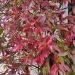 Jasmin étoilé jasminoïdes Winter Ruby® 'Trared'