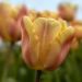 Tulipano Semplice Precoce Apricot Foxx