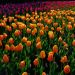 Tulipano Darwin Blushing Apeldoorn