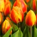 Tulipano Semplice Precoce Flair