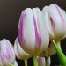 Tulipani Triumph Flaming Flag
