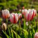 Tulipani Triumph Happy Generation