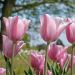 Tulipani Triumph Mistress