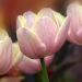 Tulipani precoci Mango Charm