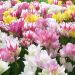 Tulipani a grandi fiori multipli in miscuglio Bouquet