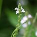 Verbena officinalis