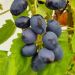 Vigne Attiki