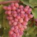 Vigne de table Crimson Seedless