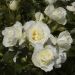 Rosier tige blanc White MEILOVE ® Meifarigou Meilland Richardier