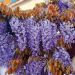 Glycine de Chine ou Wisteria sinensis Blue Line® ‘Copper Leo’