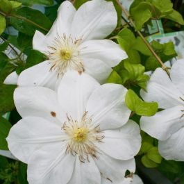 Clematide o Clematis Mme Lecoultre