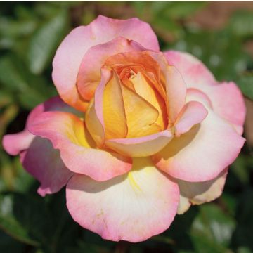 Rosa a Cespuglio PIERRE TCHERNIA ® Meimouvie