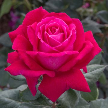 Rosa ELEGANCE ® Française Meithatie