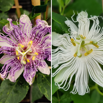 Collection de 2 passiflores à fruits comestibles