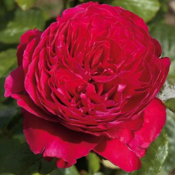 Rosa ALAIN SOUCHON ® Meikarouz