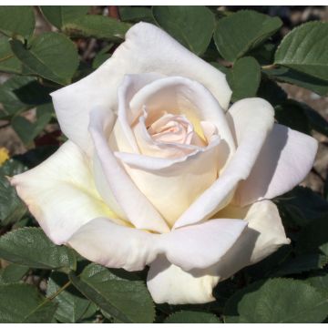 Rosa ad alberello JARDINS DE BAGATELLE ® Meimafris  - 160/170 cm Grandi Fiori