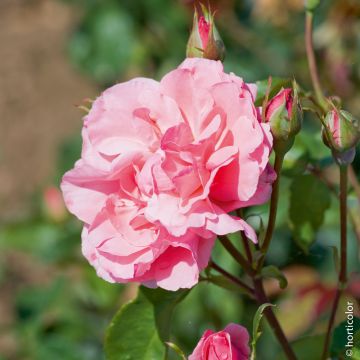 Rosa Queen Elisabeth