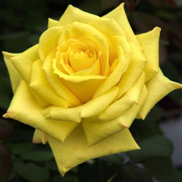 Rosa NICOLAS HULOT ® Meifazeda
