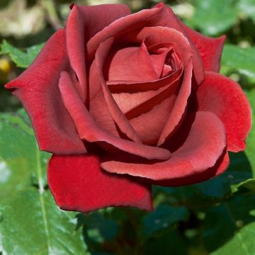 Rosa TERRACOTTA Simchoca