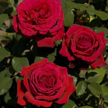 Rosa alberello BOTERO ® Meiafone  - 160/170 cm Grandi Fiori