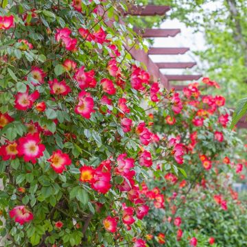 Rosa rampicante COCKTAIL ® Meimick