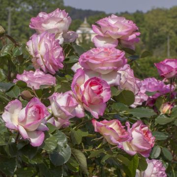 Rosier grimpant Princesse de Monaco ® Meibergami