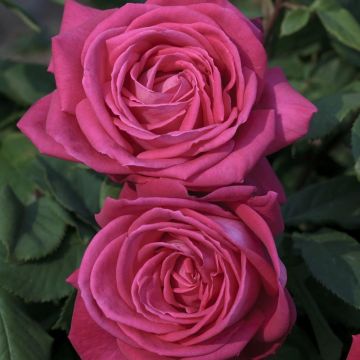 Rosa rampicante Lolita Lempicka ® Meizincarosar