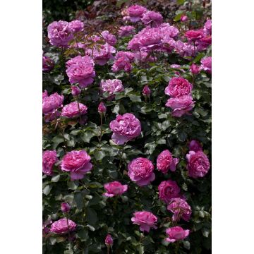 Rosa rampicante YVES PIAGET ® Keitsupiatsu Vaso da 3L