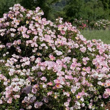 Rosa BINGO MEILLANDECOR ® Meipotal