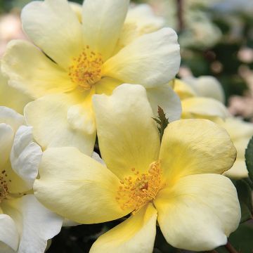 Rosa SUNNY KNOCK OUT ® Radsunny