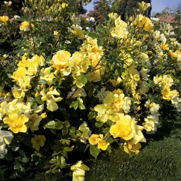 Rosa LIANE FOLY ® Meijecycka
