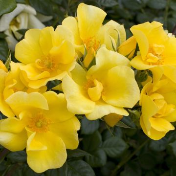 Rosa Liane Foly ® Meijecycka