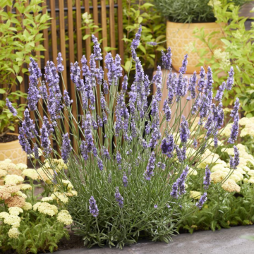Lavanda Intermedia Sensational