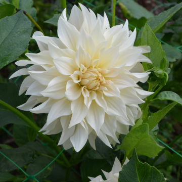 Dahlia decorativo Café au Lait
