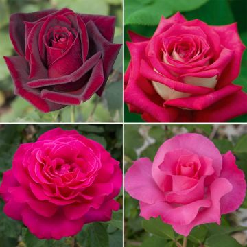 Collezione rose Grandi Profumi PERFUMELLA ® Collezione rose Grandi Profumi PERFUMELLA ®