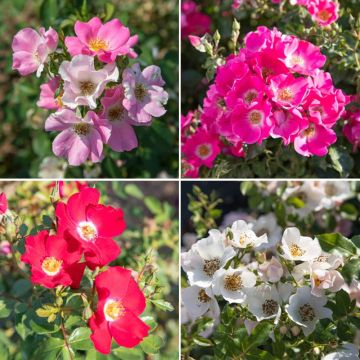Collezione da 4 rose FRIENDLY ® Collezione da 4 rose FRIENDLY ®