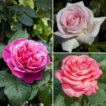 Collezione rose ecologiche Collezione rose ecologiche