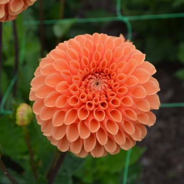 Dahlia a palla Sylvia