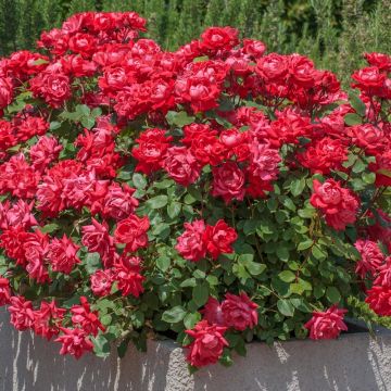 Rosa Double KNOCK OUT ® Radtko