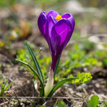 Croco a grandi fiori Flower Record Croco a grandi fiori Flower Record